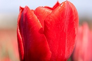 Tulp Ben van Zanten